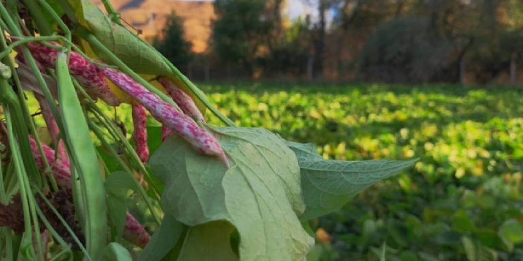 Kolay pişiyor, lezzetiyle fark atıyor! Dünya şeflerinin gözü bu üründe: Kilosu 500 TL’den satılıyor 4
